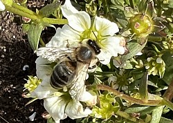 Flowers for the bees