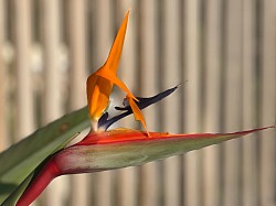Strelitzia reginae